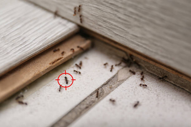 Best Affordable Pest Control Services  in Keys, OK