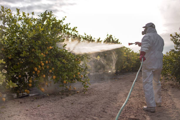 Best Termite Control Services  in Keys, OK
