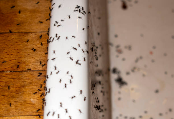 Flea Control Services in Keys, OK