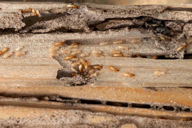 Best Wasp Removal Services  in Keys, OK