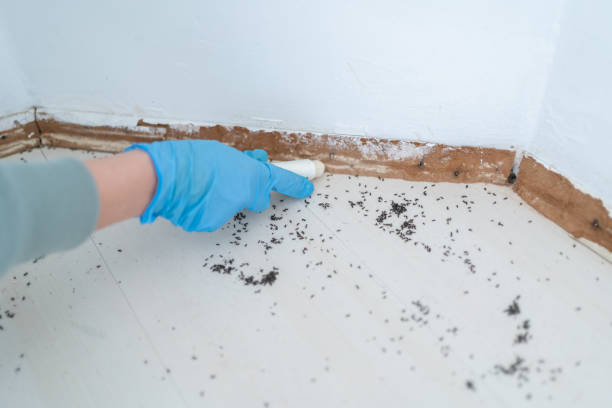 Best Best Pest Control Companies  in Keys, OK